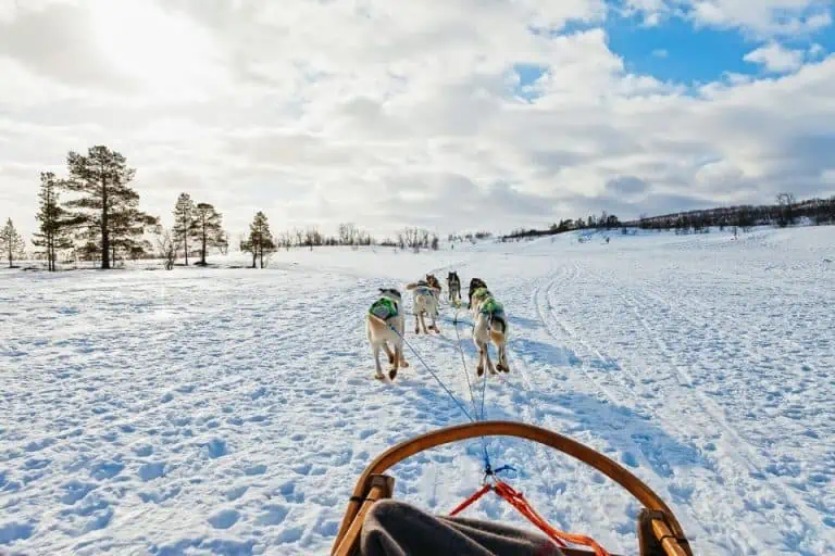 Husky Sledding