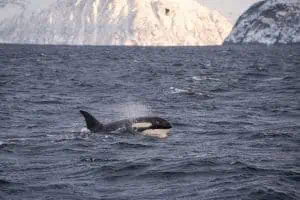 Whale Watching