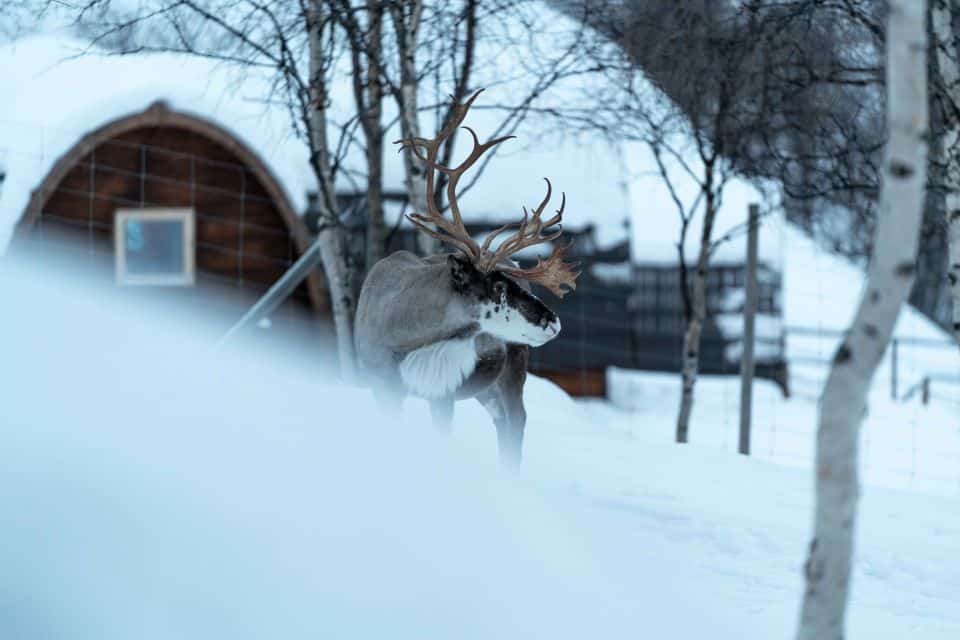 Snowhotel Kirkenes