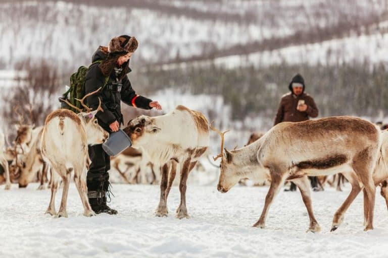 reindeer sledding and feeding guided tour