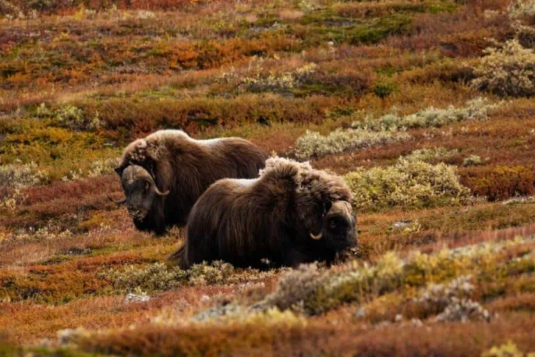 Dovrefjell National Park